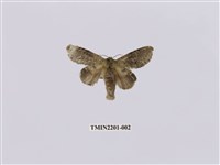 藏品(錫金蟻舟蛾)的圖片